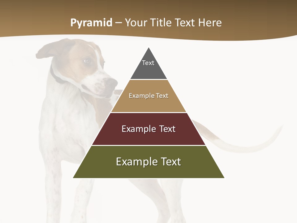 English Pointer (5 Months) In Front Of A White Background PowerPoint Template
