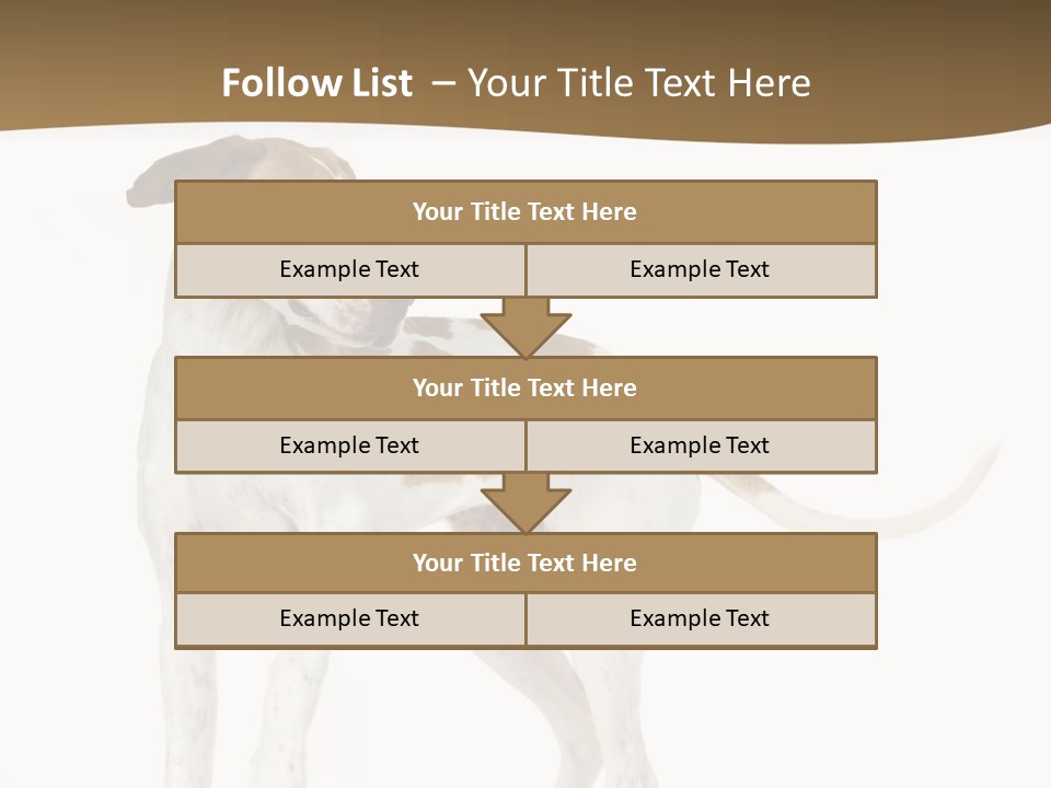 English Pointer (5 Months) In Front Of A White Background PowerPoint Template