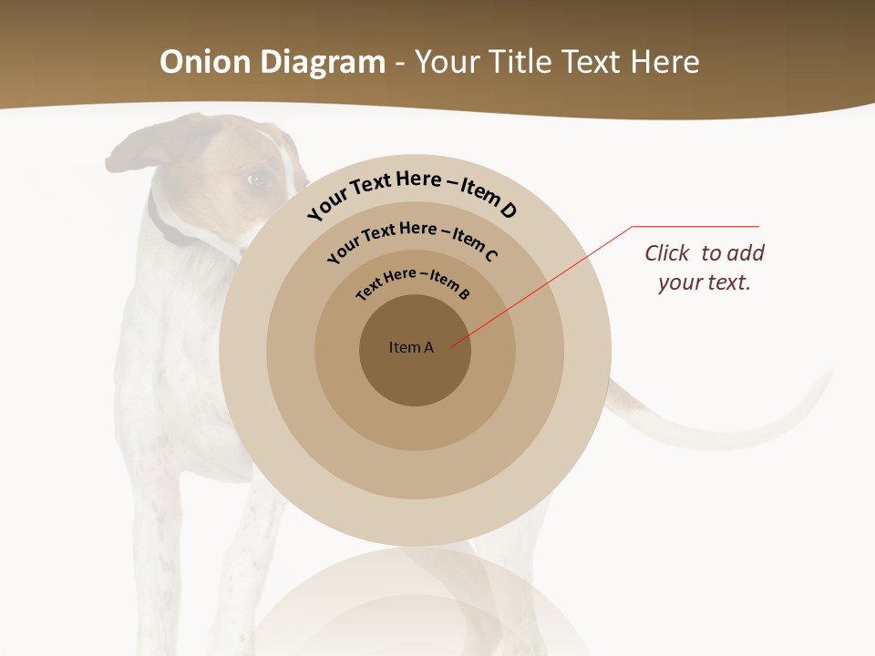 English Pointer (5 Months) In Front Of A White Background PowerPoint Template
