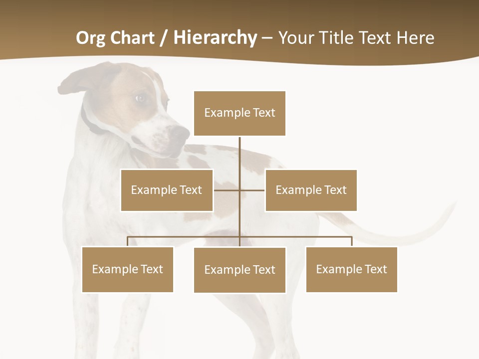English Pointer (5 Months) In Front Of A White Background PowerPoint Template