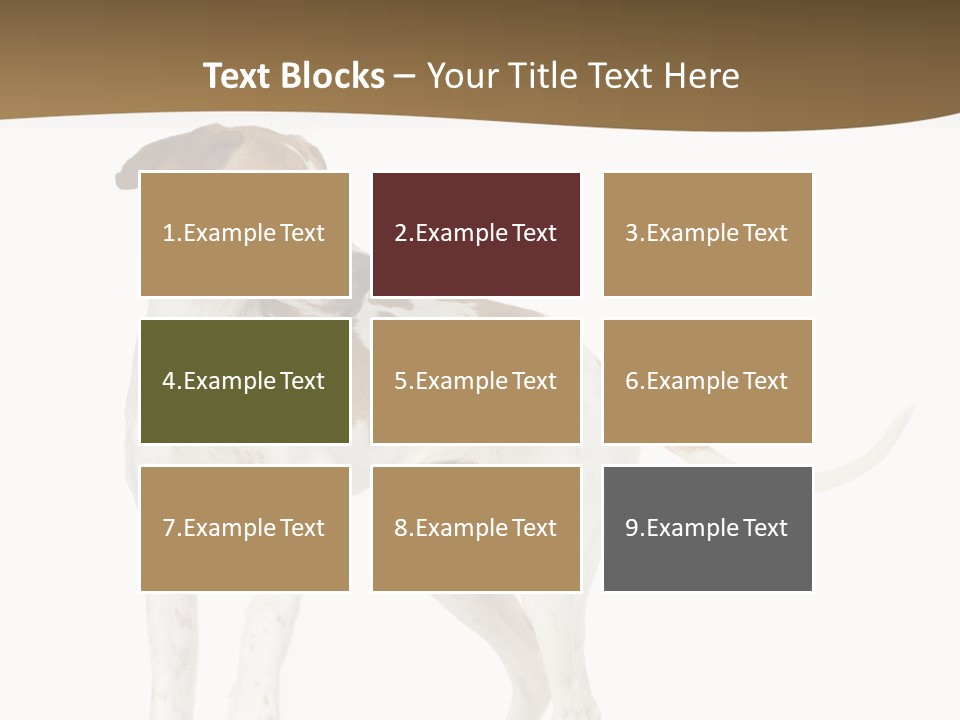 English Pointer (5 Months) In Front Of A White Background PowerPoint Template