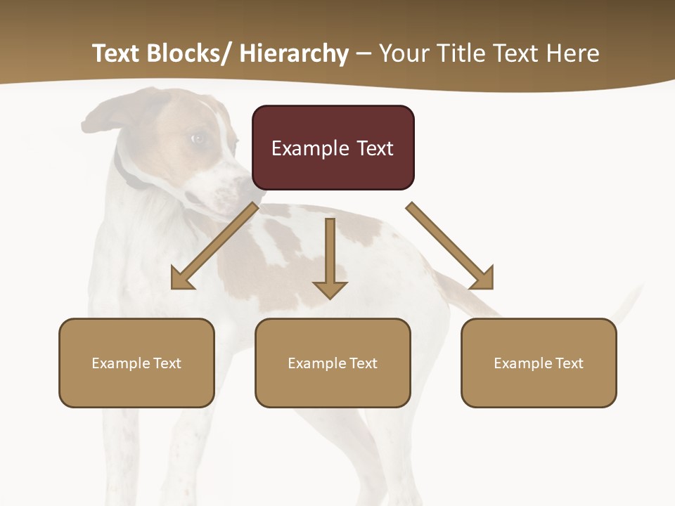 English Pointer (5 Months) In Front Of A White Background PowerPoint Template