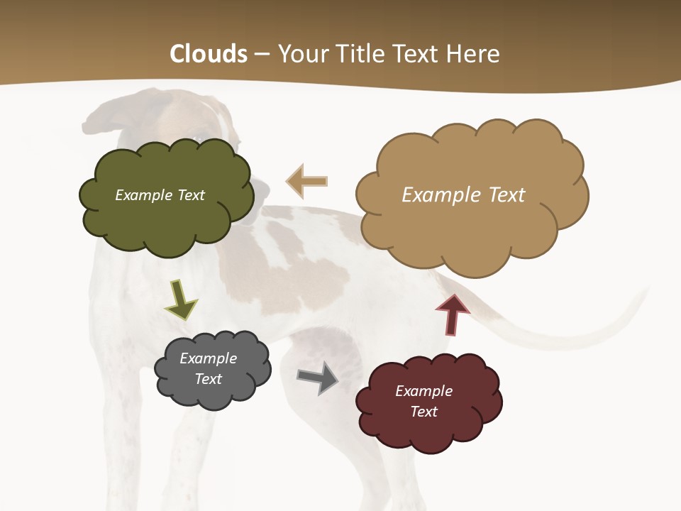 English Pointer (5 Months) In Front Of A White Background PowerPoint Template