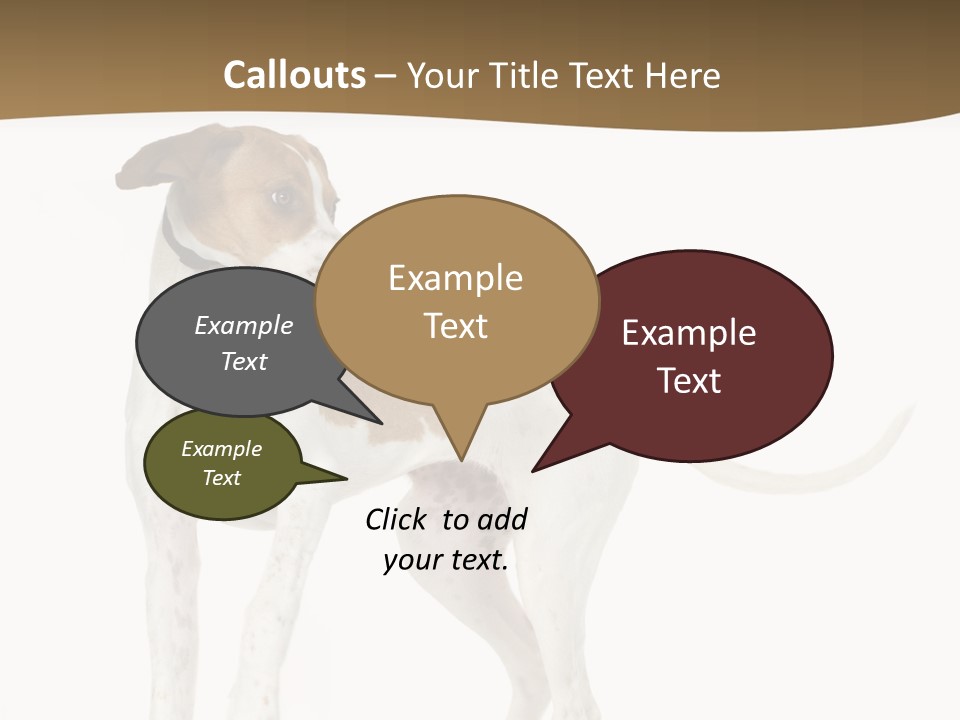 English Pointer (5 Months) In Front Of A White Background PowerPoint Template