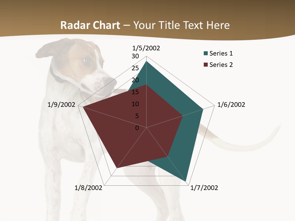 English Pointer (5 Months) In Front Of A White Background PowerPoint Template