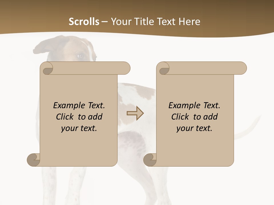 English Pointer (5 Months) In Front Of A White Background PowerPoint Template