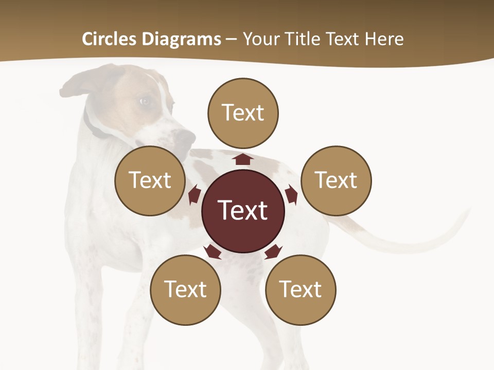 English Pointer (5 Months) In Front Of A White Background PowerPoint Template