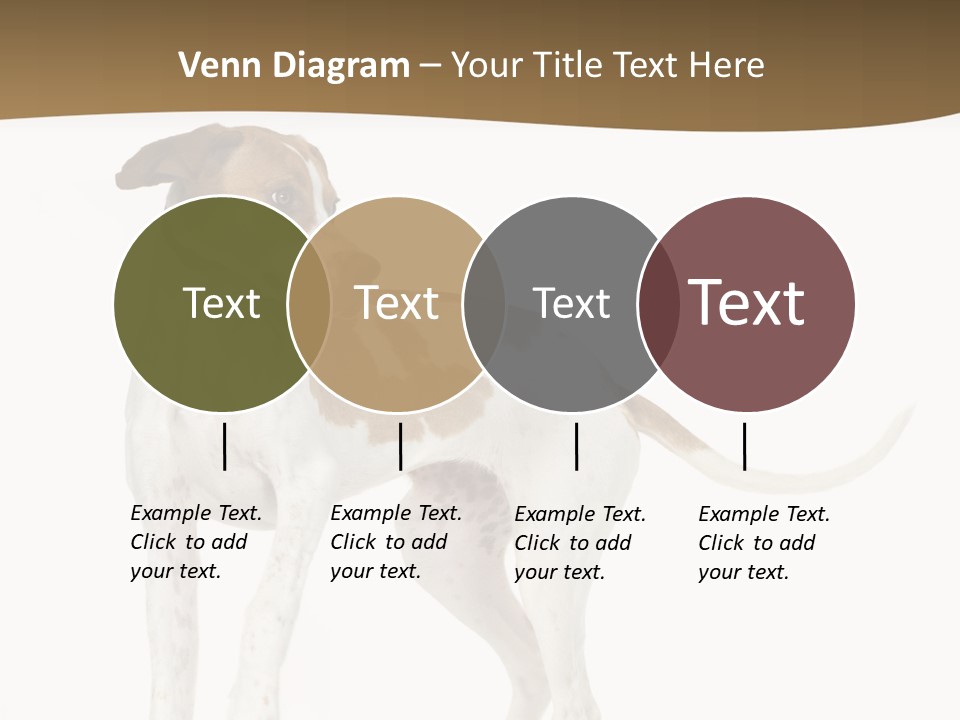 English Pointer (5 Months) In Front Of A White Background PowerPoint Template