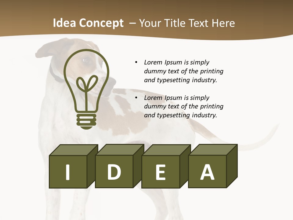 English Pointer (5 Months) In Front Of A White Background PowerPoint Template