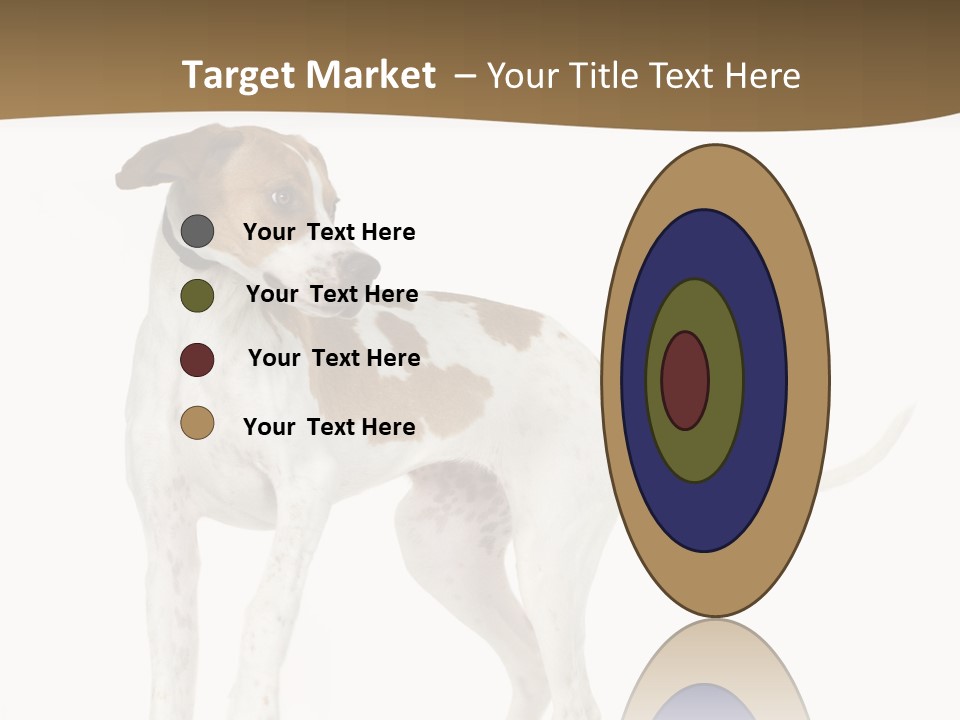 English Pointer (5 Months) In Front Of A White Background PowerPoint Template