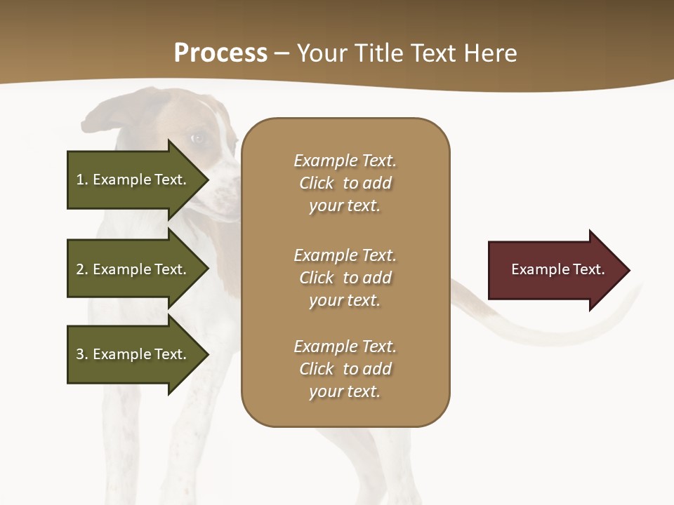 English Pointer (5 Months) In Front Of A White Background PowerPoint Template