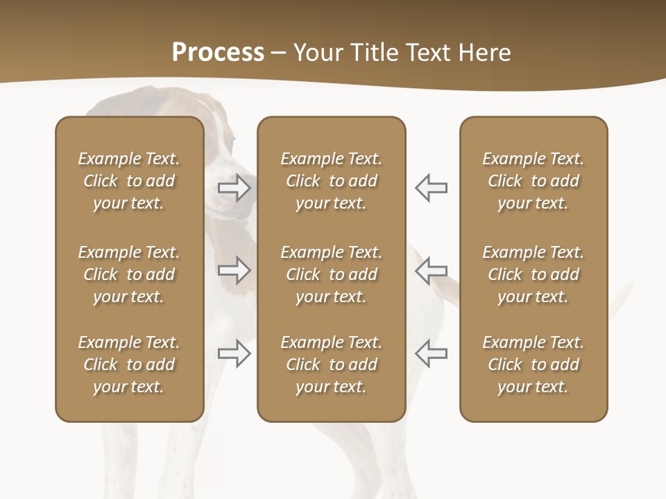 English Pointer (5 Months) In Front Of A White Background PowerPoint Template