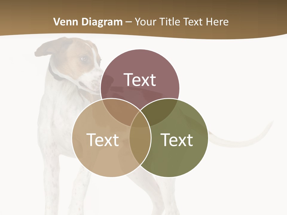 English Pointer (5 Months) In Front Of A White Background PowerPoint Template