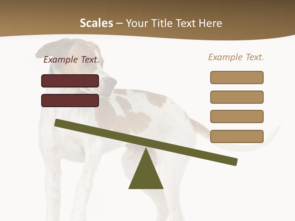 English Pointer (5 Months) In Front Of A White Background PowerPoint Template