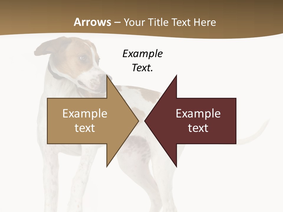 English Pointer (5 Months) In Front Of A White Background PowerPoint Template