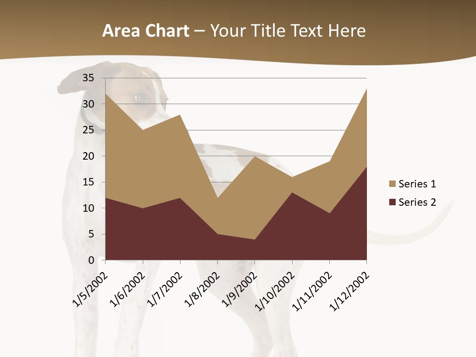 English Pointer (5 Months) In Front Of A White Background PowerPoint Template