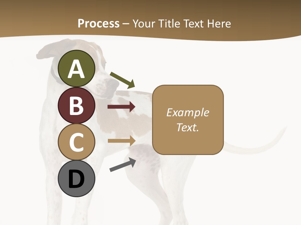 English Pointer (5 Months) In Front Of A White Background PowerPoint Template