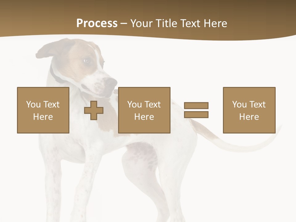 English Pointer (5 Months) In Front Of A White Background PowerPoint Template