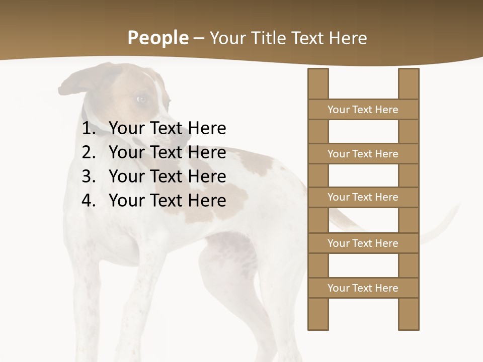 English Pointer (5 Months) In Front Of A White Background PowerPoint Template
