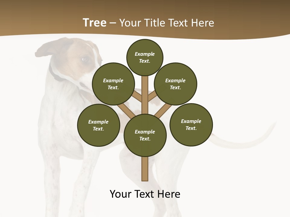 English Pointer (5 Months) In Front Of A White Background PowerPoint Template