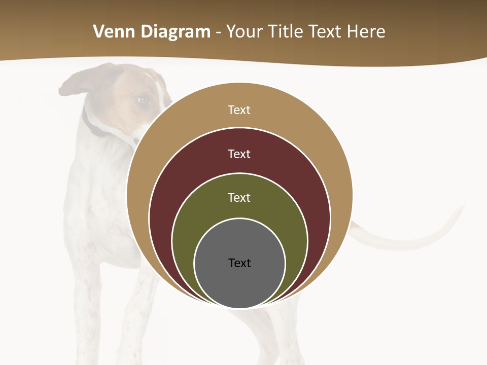 English Pointer (5 Months) In Front Of A White Background PowerPoint Template