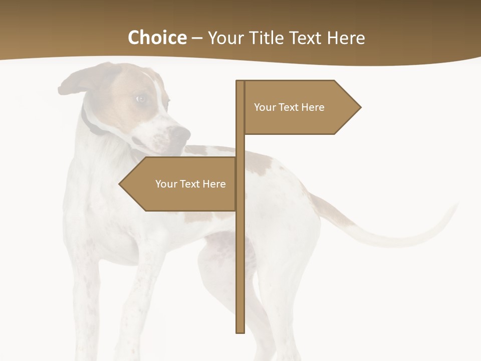 English Pointer (5 Months) In Front Of A White Background PowerPoint Template
