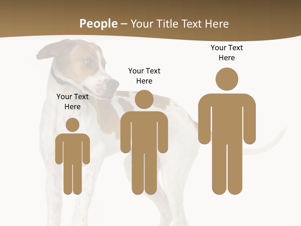 English Pointer (5 Months) In Front Of A White Background PowerPoint Template