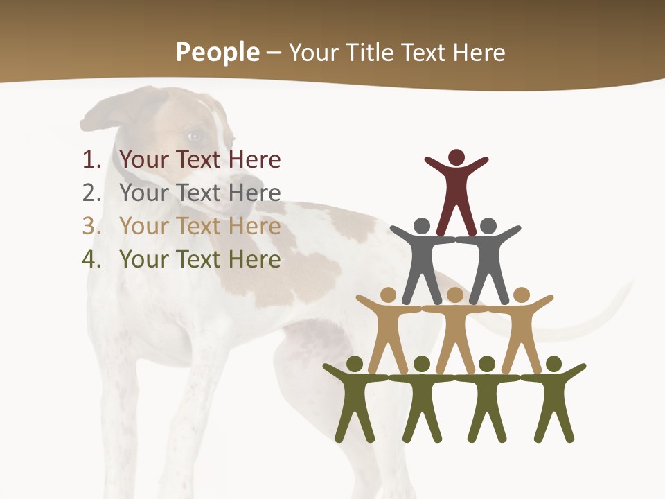 English Pointer (5 Months) In Front Of A White Background PowerPoint Template