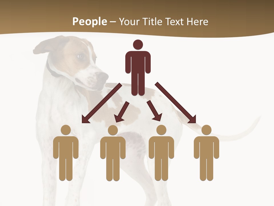 English Pointer (5 Months) In Front Of A White Background PowerPoint Template