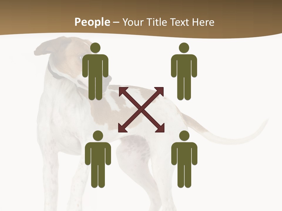 English Pointer (5 Months) In Front Of A White Background PowerPoint Template