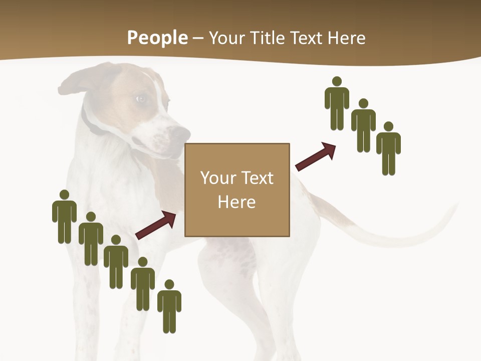 English Pointer (5 Months) In Front Of A White Background PowerPoint Template