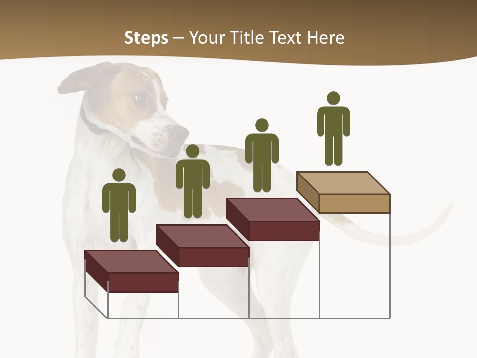 English Pointer (5 Months) In Front Of A White Background PowerPoint Template