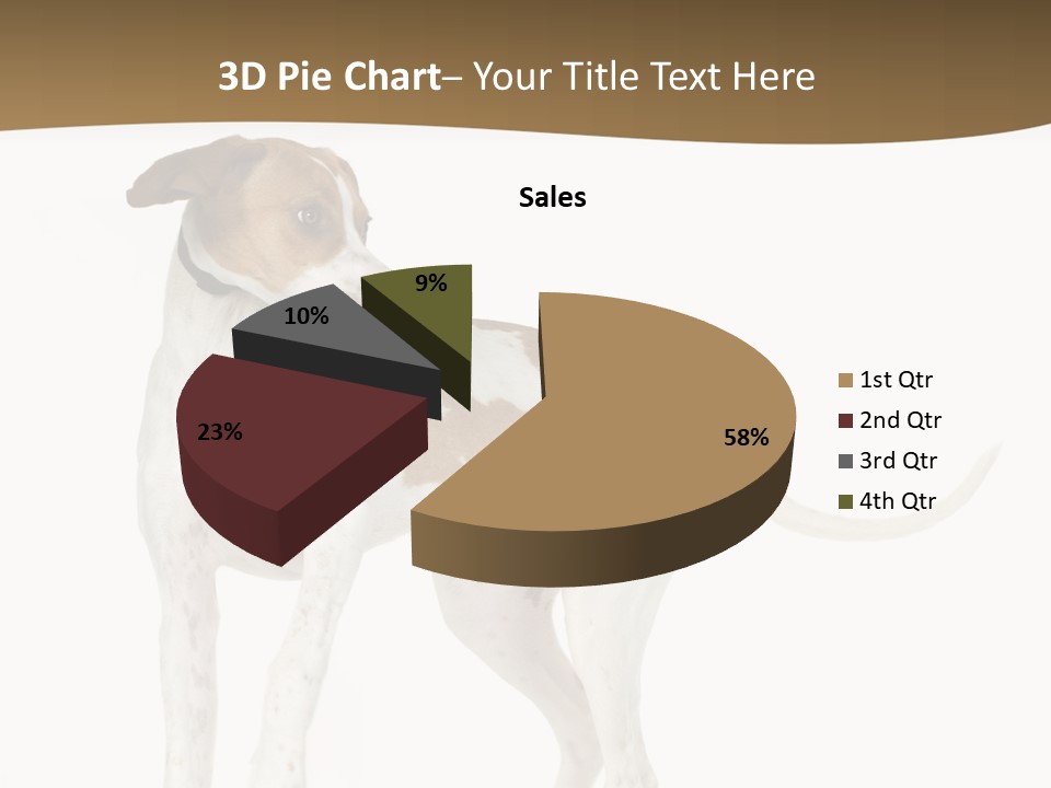 English Pointer (5 Months) In Front Of A White Background PowerPoint Template