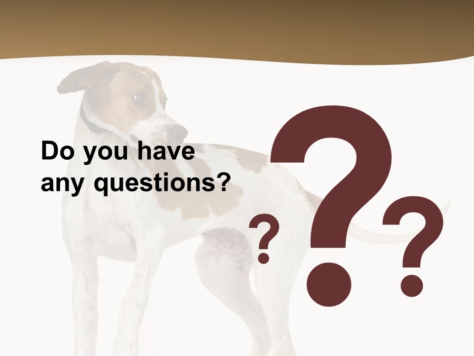 English Pointer (5 Months) In Front Of A White Background PowerPoint Template