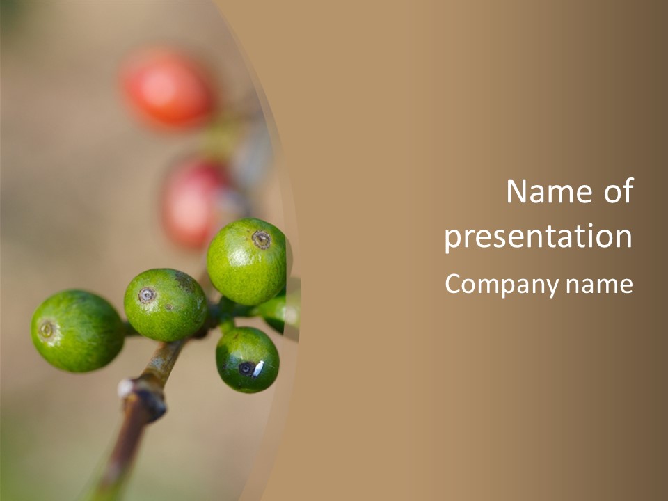 Coffee Bean Plantation PowerPoint Template