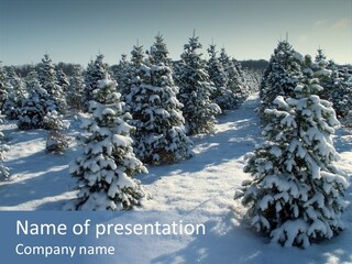 Snowy Pine Forest PowerPoint Template