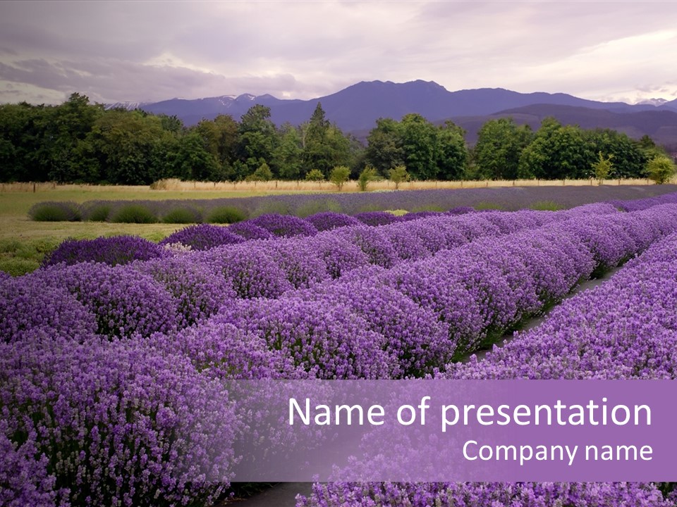 Purple Landscape At A Lavender Farm In Sequim, Washington, Usa PowerPoint Template