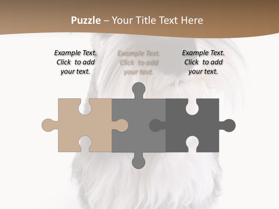 A Gray And White Dog Sitting On Top Of A White Floor PowerPoint Template