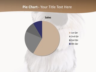 A Gray And White Dog Sitting On Top Of A White Floor PowerPoint Template