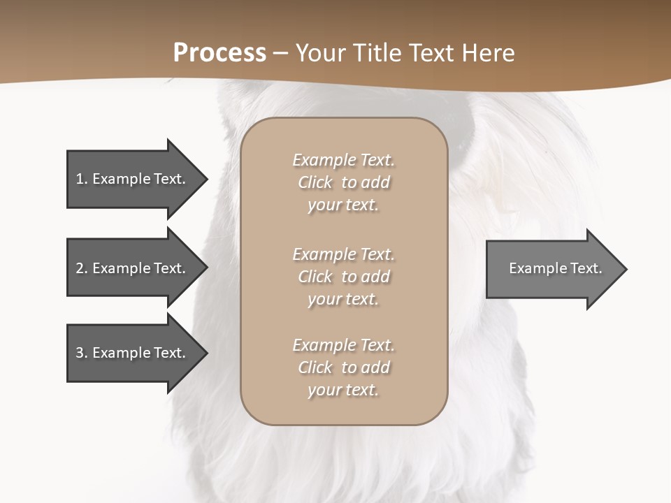 A Gray And White Dog Sitting On Top Of A White Floor PowerPoint Template
