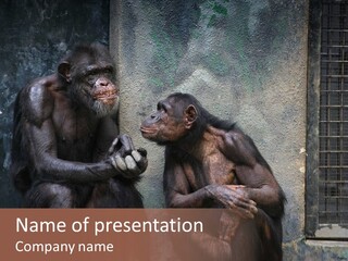 Chimpanzees In Discussion PowerPoint Template