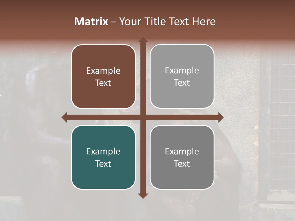 Chimpanzees In Discussion PowerPoint Template
