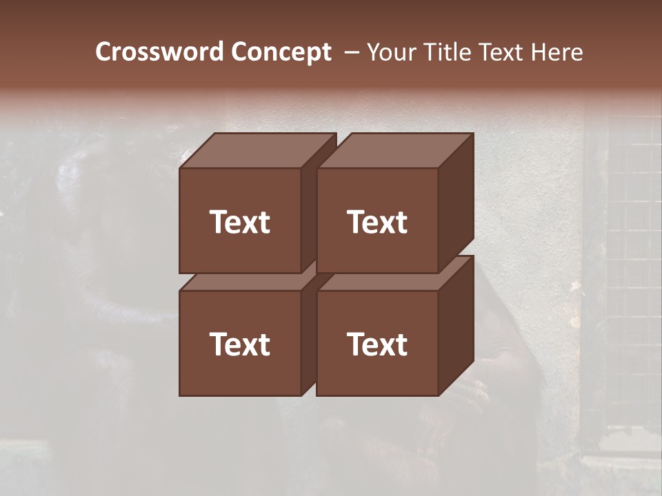Chimpanzees In Discussion PowerPoint Template