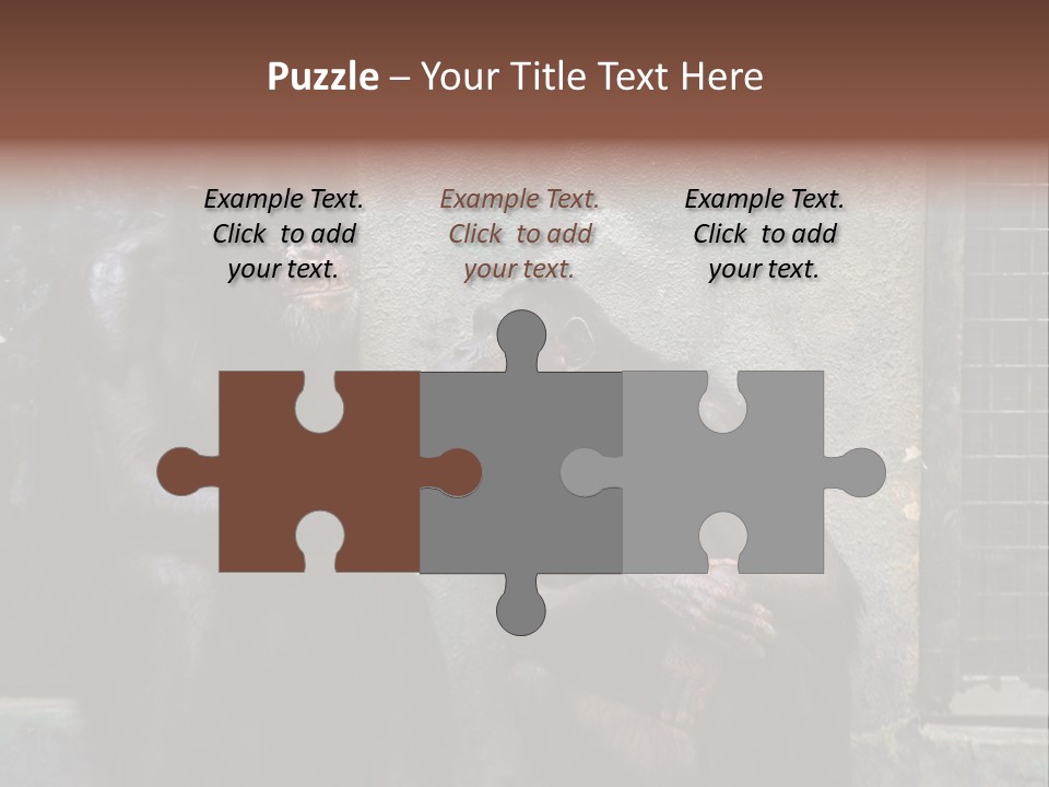 Chimpanzees In Discussion PowerPoint Template