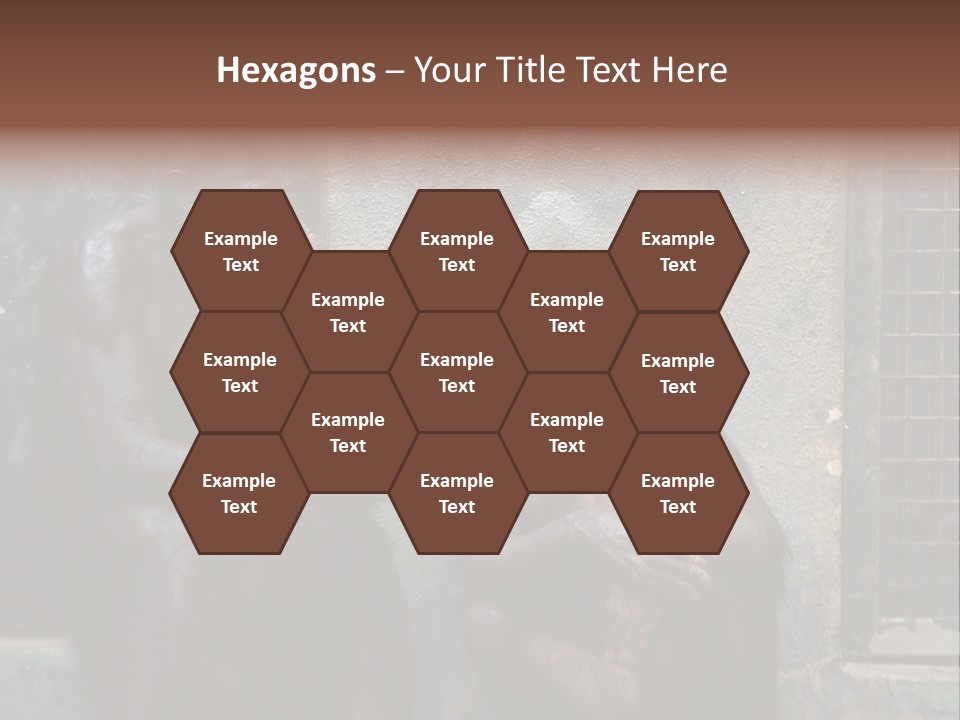 Chimpanzees In Discussion PowerPoint Template