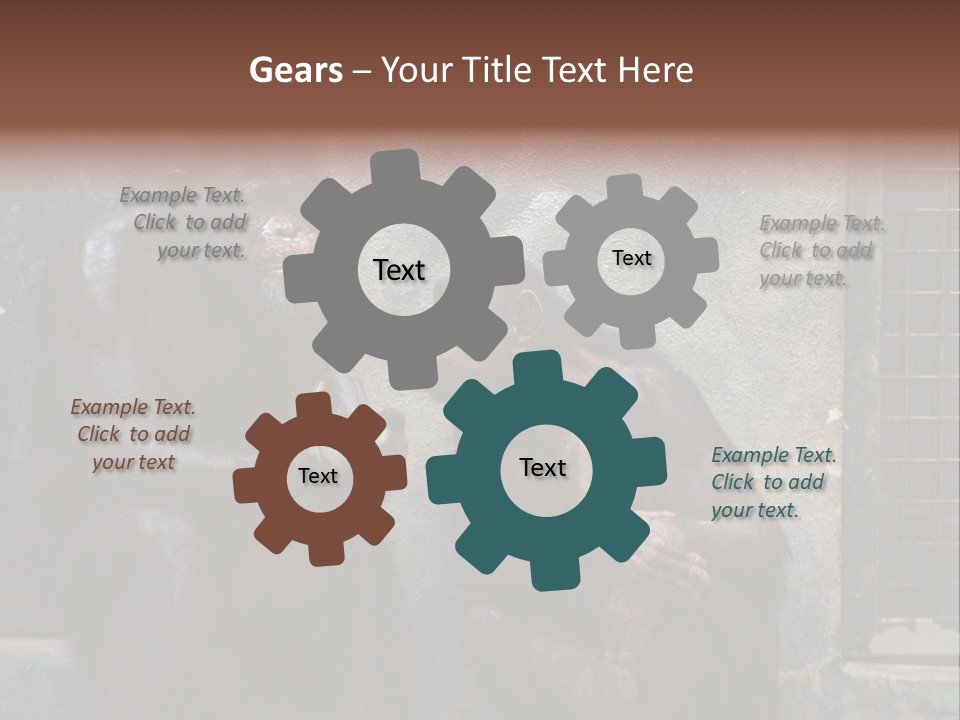 Chimpanzees In Discussion PowerPoint Template