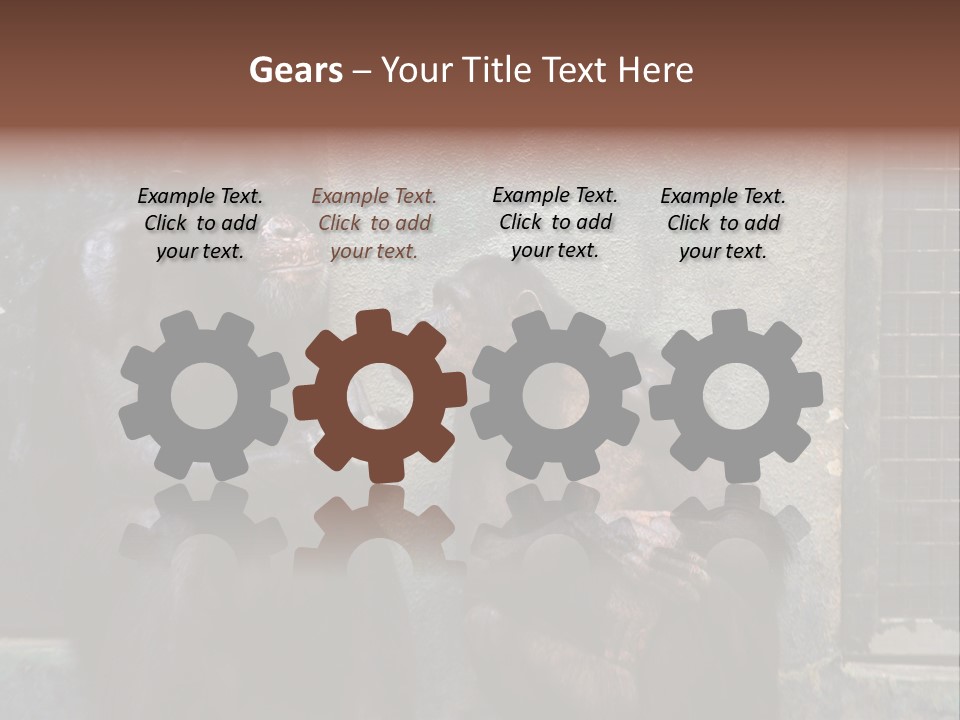 Chimpanzees In Discussion PowerPoint Template