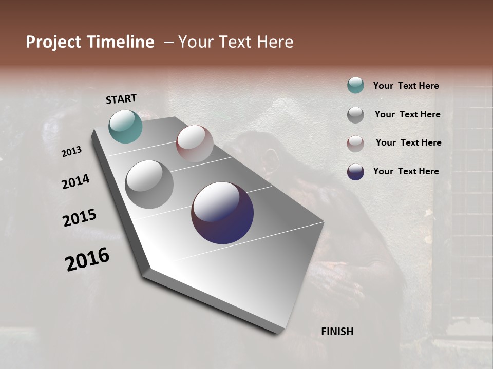 Chimpanzees In Discussion PowerPoint Template
