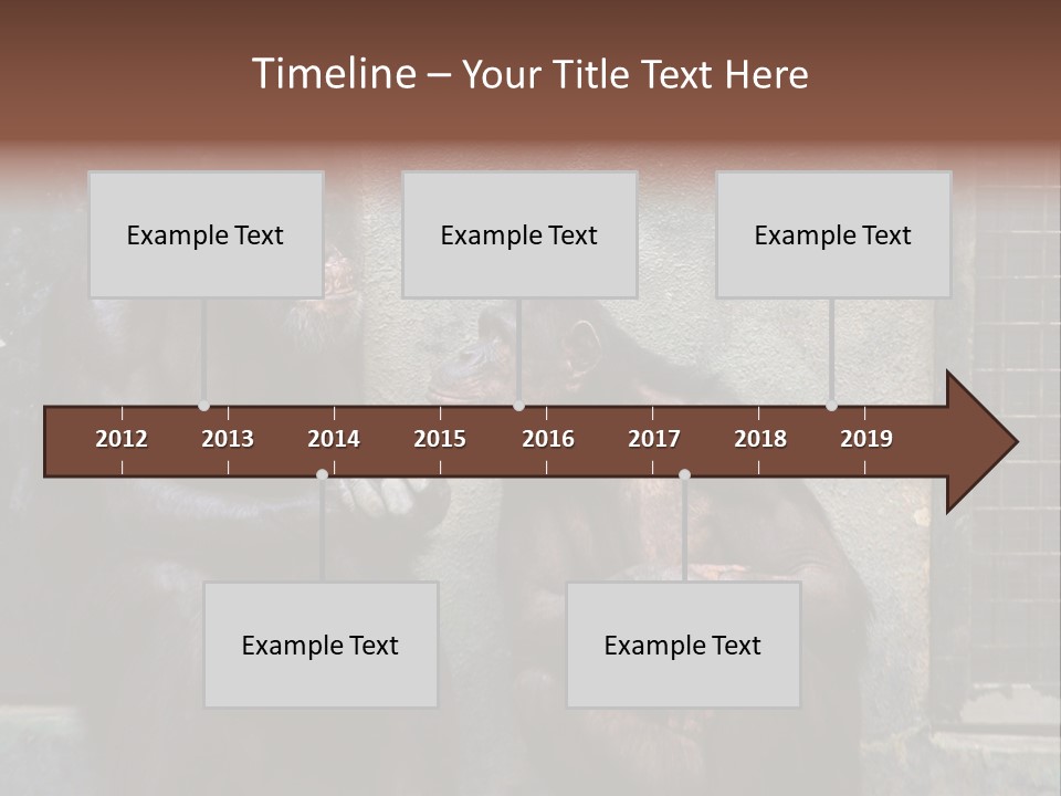 Chimpanzees In Discussion PowerPoint Template