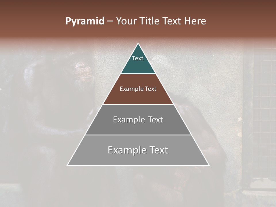 Chimpanzees In Discussion PowerPoint Template